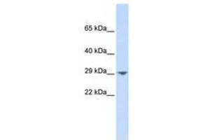 Image no. 1 for anti-Potassium Intermediate/small Conductance Calcium-Activated Channel, Subfamily N, Member 2 (KCNN2) (AA 72-121) antibody (ABIN6740424)