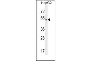 Image no. 1 for anti-Dipeptidase 3 (DPEP3) (AA 394-424), (C-Term) antibody (ABIN951974)