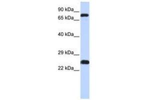 Image no. 1 for anti-Zinc Finger Protein 799 (ZNF799) (AA 111-160) antibody (ABIN6740481)