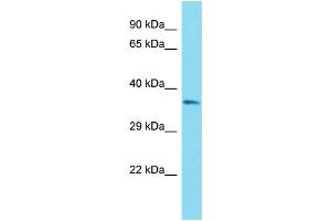 anti-Olfactory Receptor, Family 51, Subfamily B, Member 6 (OR51B6) (C-Term) antibody