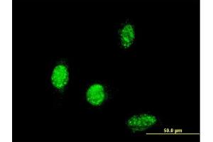 Image no. 2 for anti-T-Box 6 (TBX6) (AA 191-299) antibody (ABIN563099)