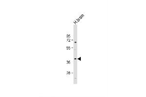 Image no. 2 for anti-ELAV (Embryonic Lethal, Abnormal Vision, Drosophila)-Like 2 (Hu Antigen B) (ELAVL2) (AA 156-184) antibody (ABIN656861)