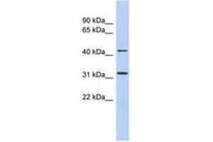 Image no. 1 for anti-Methyltransferase Like 6 (METTL6) (AA 35-84) antibody (ABIN6743513)