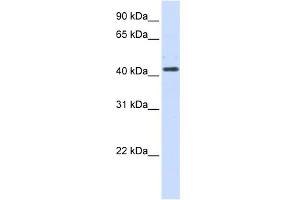 Image no. 1 for anti-Hydroxy-delta-5-Steroid Dehydrogenase, 3 beta- and Steroid delta-Isomerase 2 (HSD3B2) (N-Term) antibody (ABIN2781776)