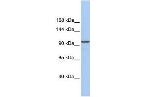Image no. 1 for anti-Klotho beta (KLB) antibody (ABIN2459659)