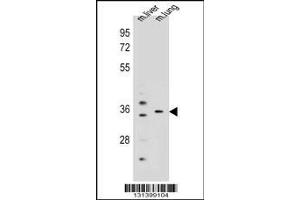 Image no. 1 for anti-Potassium Channel Regulator (KCNRG) (AA 175-202), (C-Term) antibody (ABIN655796)