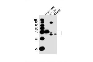 Image no. 2 for anti-Junctional Adhesion Molecule 3 (JAM3) (AA 261-295), (C-Term) antibody (ABIN1882171)