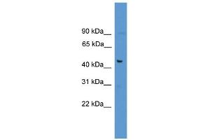 Image no. 1 for anti-Family with Sequence Similarity 53, Member A (Fam53a) (C-Term) antibody (ABIN2784645)