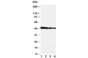 Image no. 2 for anti-delta Like Protein 3 (DLL3) (AA 599-618) antibody (ABIN3030711)