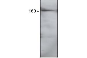 Image no. 1 for anti-Elastin Microfibril Interfacer 2 (EMILIN2) antibody (ABIN952078)