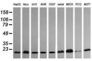 Image no. 1 for anti-HRas proto-oncogene, GTPase (HRAS) antibody (ABIN1498715)