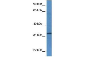 Image no. 1 for anti-Tetraspanin 33 (TSPAN33) (C-Term) antibody (ABIN2786362)