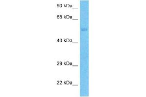 Image no. 1 for anti-Solute Carrier Family 43, Member 3 (SLC43A3) (N-Term) antibody (ABIN5515180)