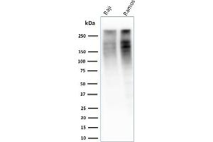 Image no. 1 for anti-Antigen Identified By Monoclonal Antibody Ki-67 (MKI67) (AA 2293-2478) antibody (ABIN6940052)