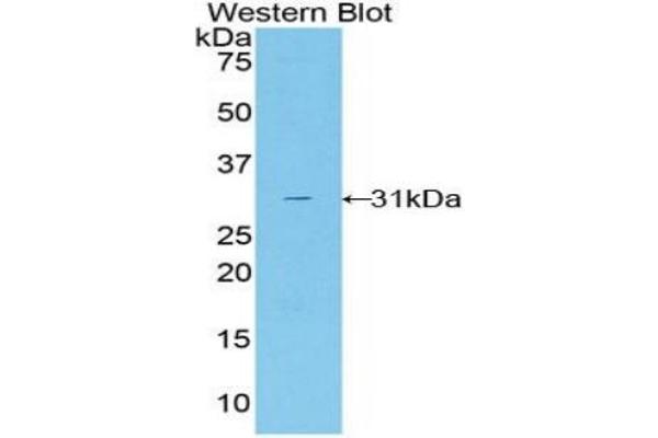 TALDO1 Antikörper  (AA 35-285)