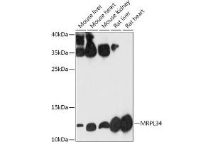 MRPL34 Antikörper  (AA 16-92)