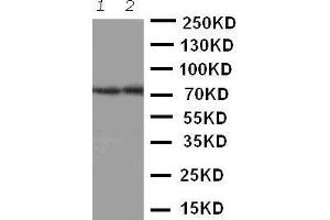 Image no. 1 for anti-ATP-Binding Cassette, Sub-Family G (WHITE), Member 4 (ABCG4) (AA 327-341), (Middle Region) antibody (ABIN3042920)