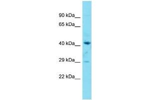 Image no. 1 for anti-Prostaglandin E Synthase 2 (PTGES2) (Middle Region) antibody (ABIN2780102)