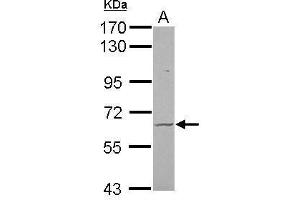 Image no. 2 for anti-Frizzled Family Receptor 9 (FZD9) (N-Term) antibody (ABIN2857084)
