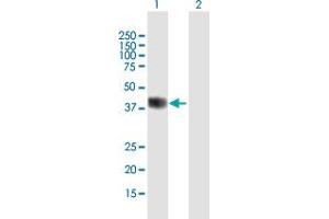Image no. 1 for anti-Basic Helix-Loop-Helix Family, Member E22 (BHLHE22) (AA 1-381) antibody (ABIN1327420)