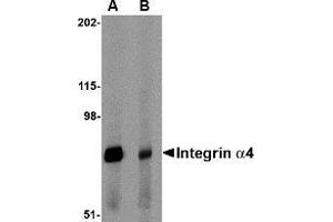 Image no. 2 for anti-Integrin alpha 4 (ITGA4) (Center) antibody (ABIN500032)