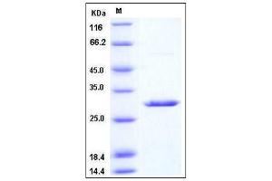 Image no. 1 for 14-3-3 alpha + beta (YWHAB) (AA 1-246) protein (ABIN2003481)