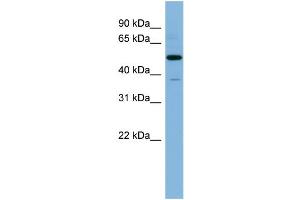Image no. 1 for anti-Retinoblastoma Binding Protein 7 (RBBP7) (N-Term) antibody (ABIN2786748)