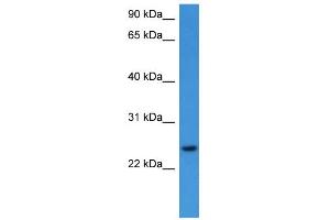 anti-Ras Homolog Family Member G (RHOG) (C-Term) antibody