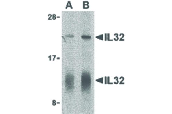 anti-Interleukin 32 (IL32) (C-Term) antibody