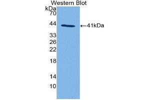 Image no. 1 for anti-Complement Fragment 3a (C3a) (AA 670-742) antibody (ABIN1858190)
