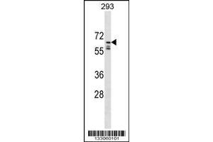 Image no. 1 for anti-Peptidylprolyl Isomerase (Cyclophilin)-Like 2 (PPIL2) (AA 402-431), (C-Term) antibody (ABIN1537279)