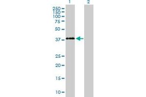 Image no. 1 for anti-Paraoxonase 3 (PON3) (AA 1-354) antibody (ABIN519041)
