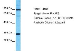 Image no. 1 for anti-Phosphoinositide-3-Kinase, Regulatory Subunit 6 (PIK3R6) (C-Term) antibody (ABIN2791854)