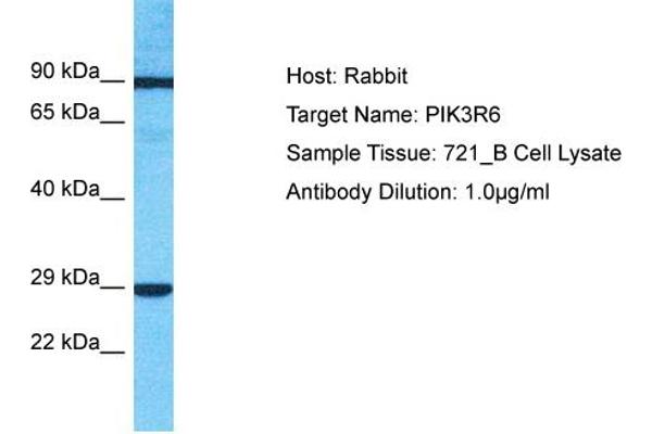anti-Phosphoinositide-3-Kinase, Regulatory Subunit 6 (PIK3R6) (C-Term) antibody