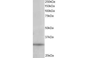 Image no. 1 for anti-Phosphatidylinositol Transfer Protein, alpha (PITPNA) (C-Term) antibody (ABIN185203)