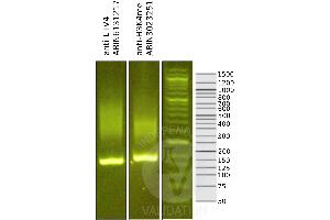 Image no. 1 for anti-Ets Variant 4 (ETV4) antibody (ABIN6140332)