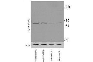 Image no. 3 for anti-Synovial Apoptosis Inhibitor 1, Synoviolin (SYVN1) (AA 586-617), (C-Term) antibody (ABIN388980)