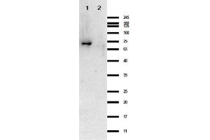 Image no. 2 for anti-CRASP-1 antibody (ABIN964610)