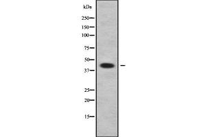 Western blot analysis of APOL3 using A549 whole cell lysates