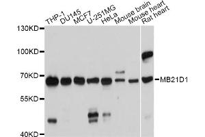 Image no. 1 for anti-Chromosome 6 Open Reading Frame 150 (C6orf150) antibody (ABIN6571683)