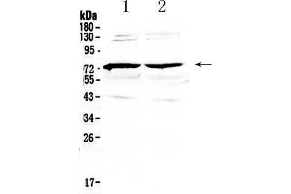 anti-Growth Arrest-Specific 6 (GAS6) (AA 488-660) antibody