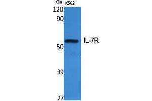 Image no. 2 for anti-Interleukin 7 Receptor (IL7R) (Ser552) antibody (ABIN3185181)