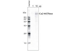 Image no. 1 for anti-Calcium ATPase At 60A (CA-P60A) antibody (ABIN349670)
