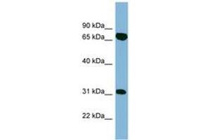 Image no. 1 for anti-HIRA Interacting Protein 3 (HIRIP3) (AA 395-444) antibody (ABIN6742134)