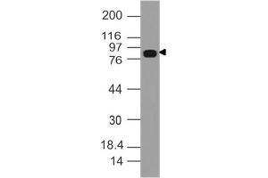 Image no. 1 for anti-Dishevelled, Dsh Homolog 3 (Drosophila) (DVL3) (AA 500-710) antibody (ABIN5027645)