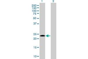 Western Blot analysis of FGFBP1 expression in transfected 293T cell line by FGFBP1 MaxPab polyclonal antibody.