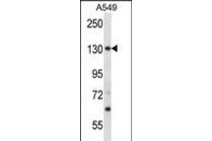 Image no. 1 for anti-Proteasome (Prosome, Macropain) 26S Subunit, Non-ATPase, 1 (PSMD1) (AA 104-132), (N-Term) antibody (ABIN5536414)