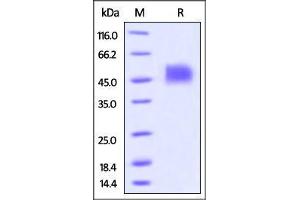 Image no. 2 for CD33 (CD33) (AA 18-259) (Active) protein (His tag,AVI tag,Biotin) (ABIN3137682)