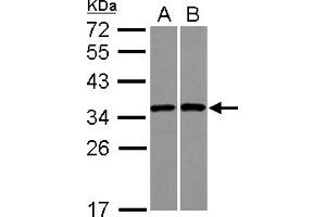 Image no. 3 for anti-Ribosomal Protein S3A (RPS3A) (AA 1-264) antibody (ABIN1501993)
