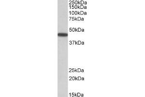 Image no. 1 for anti-Pre-B-Cell Leukemia Homeobox Protein 1 (PBX1) (Internal Region) antibody (ABIN571168)